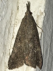 Hypena humuli