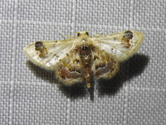 Idaea asceta