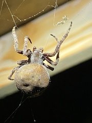 Araneus andrewsi