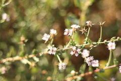 Lippia salsa
