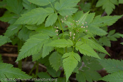 Osmorhiza purpurea
