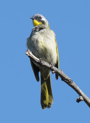 Nesoptilotis flavicollis