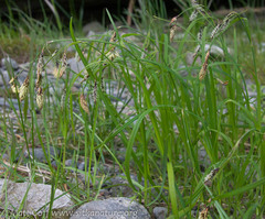 Carex macrochaeta