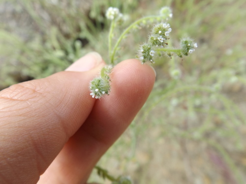 Image of Cryptantha microstachys by (c) Amy, some rights reserved (CC BY)