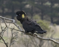 Zanda funerea xanthanota