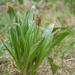 Alaska Plantain - Photo (c) M. Goff, some rights reserved (CC BY-NC-SA), uploaded by M. Goff