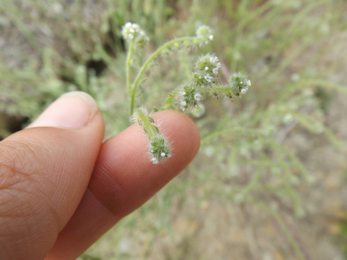 Image of Cryptantha microstachys by (c) Amy, some rights reserved (CC BY)