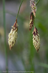 Carex macrochaeta