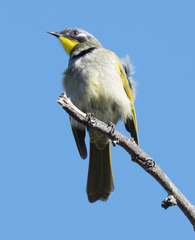 Nesoptilotis flavicollis