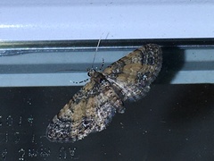 Eupithecia columbiata