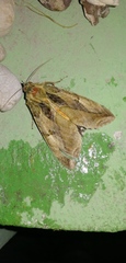 Eudocima apta