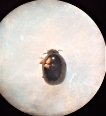 Ditropidus compactus