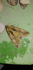 Eudocima apta