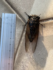 Cryptotympana mandarina