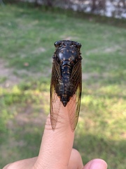 Cryptotympana mandarina