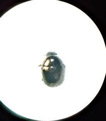 Ditropidus compactus