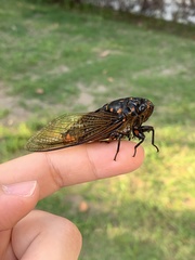 Cryptotympana mandarina