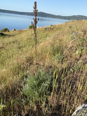 Artemisia campestris pacifica