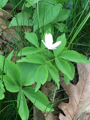 Anemonoides quinquefolia
