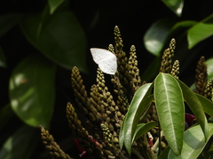 Curetis santana