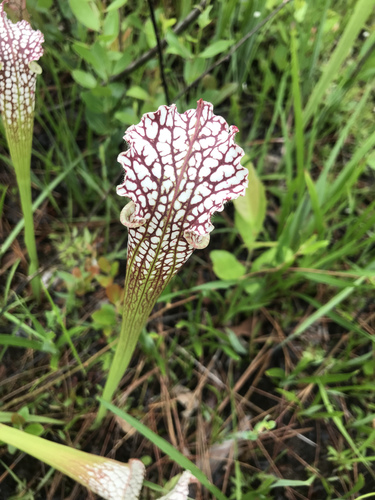 Sarracenia leucophylla