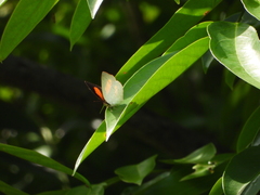 Curetis santana