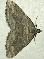 Perizoma custodiata