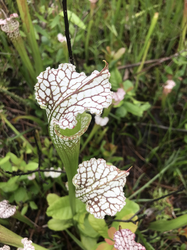Sarracenia leucophylla