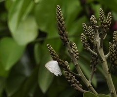 Curetis santana