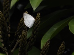 Curetis santana