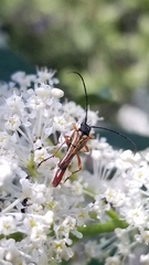Neobellamira delicata