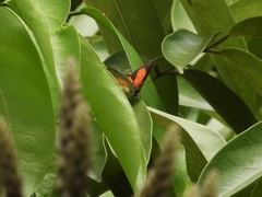Curetis santana