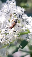 Neobellamira delicata