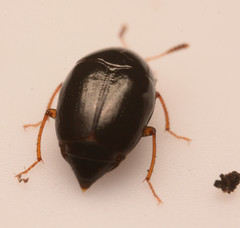 Scaphidiinae