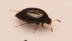Scaphidiinae