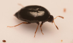 Scaphidiinae