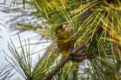 Chloris sinica minor