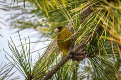 Chloris sinica minor