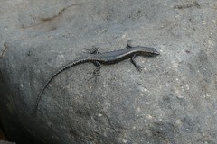 Cryptoblepharus eximius