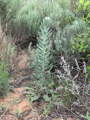 Dimorphocarpa candicans