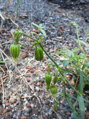 Silene lemmonii