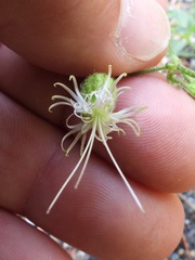 Silene lemmonii