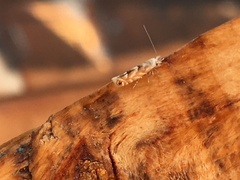 Phyllonorycter apparella