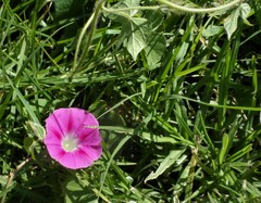 Ipomoea purpurea