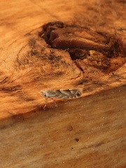 Phyllonorycter apparella