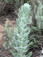 Dimorphocarpa candicans
