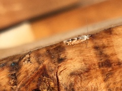 Phyllonorycter apparella