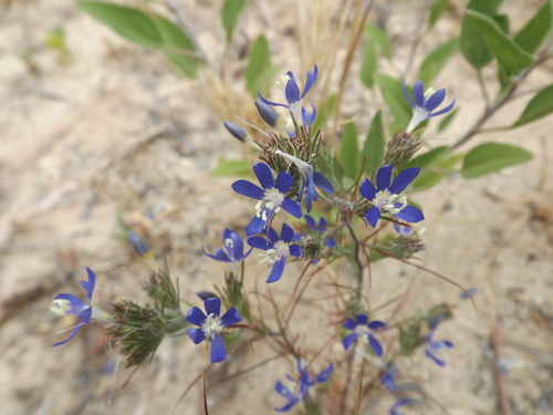 Sapphire woollystar (Eriastrum sapphirinum)