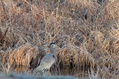 Ardea herodias