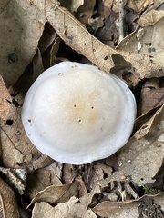 Agaricales